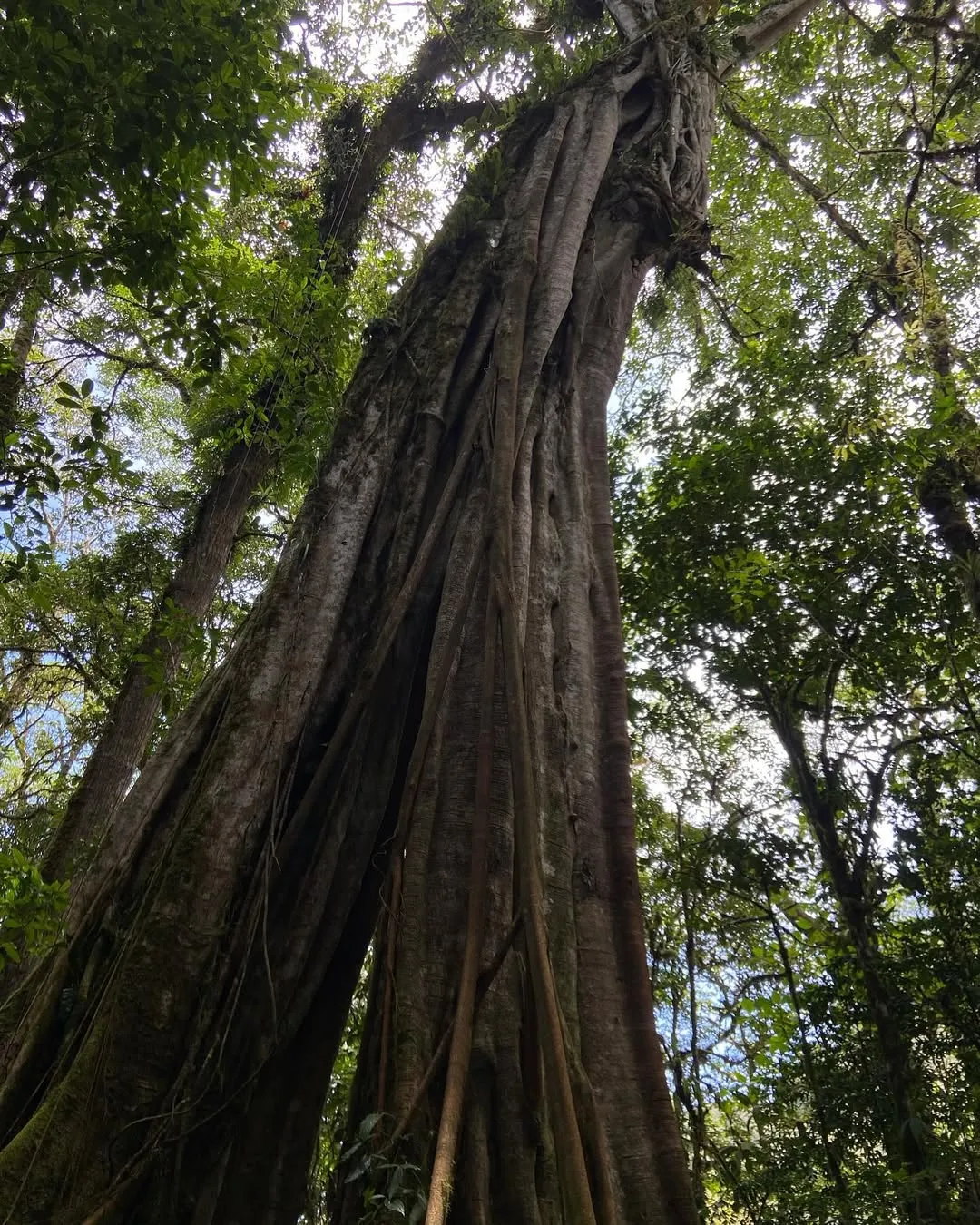 Ficus Tree Climbing