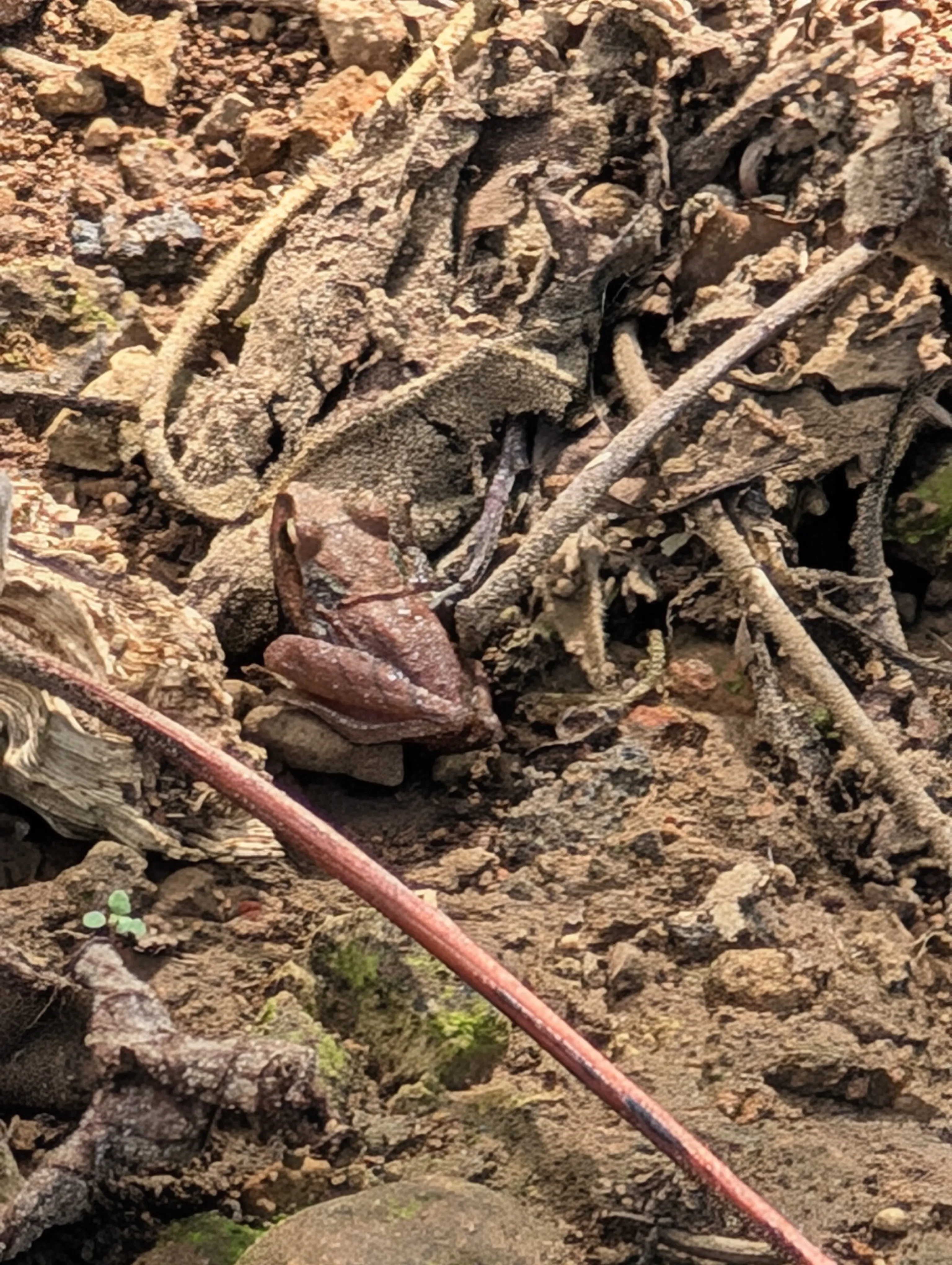 Common rainfrog.