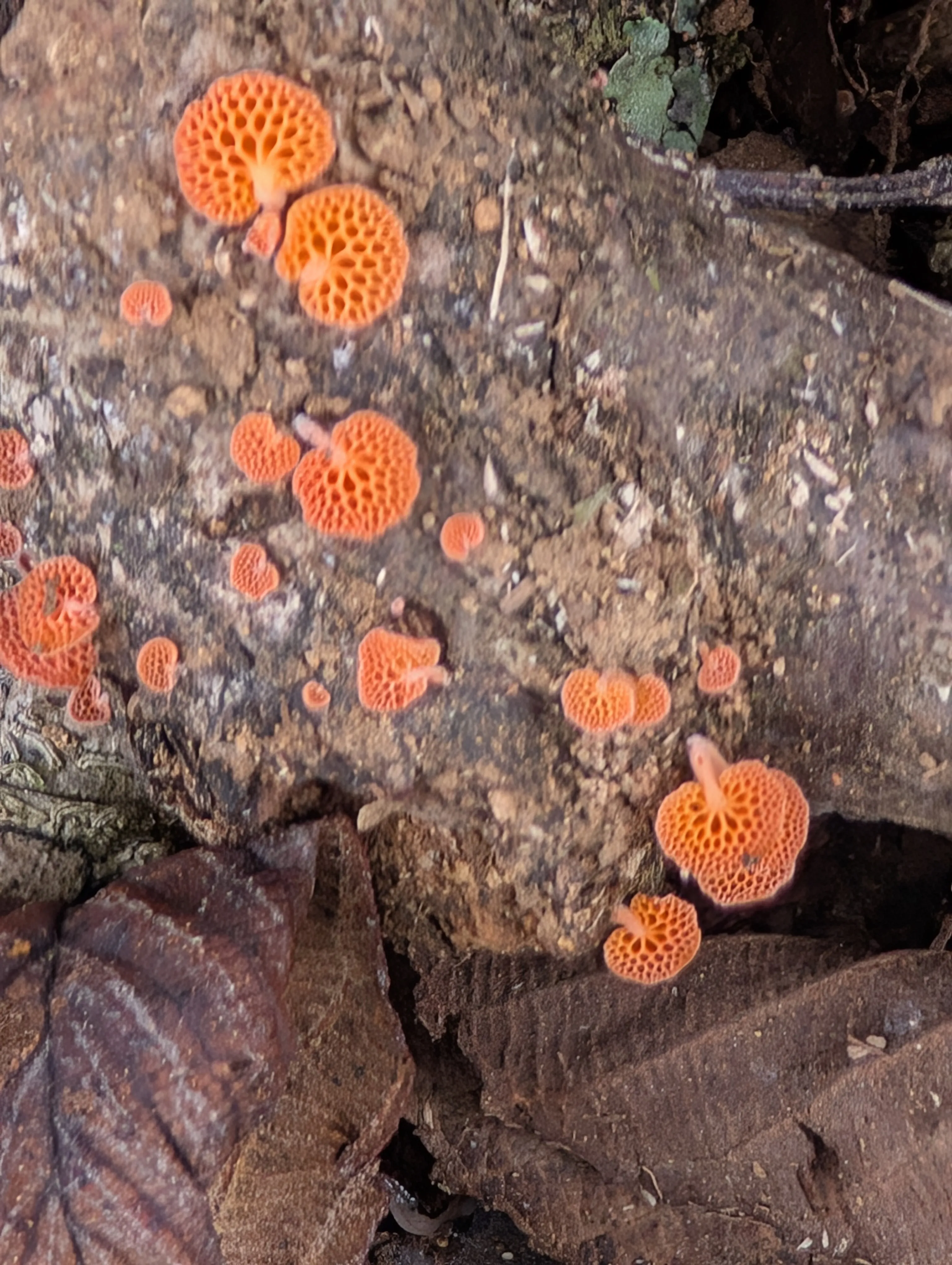 Complejo Favolaschia calocera.