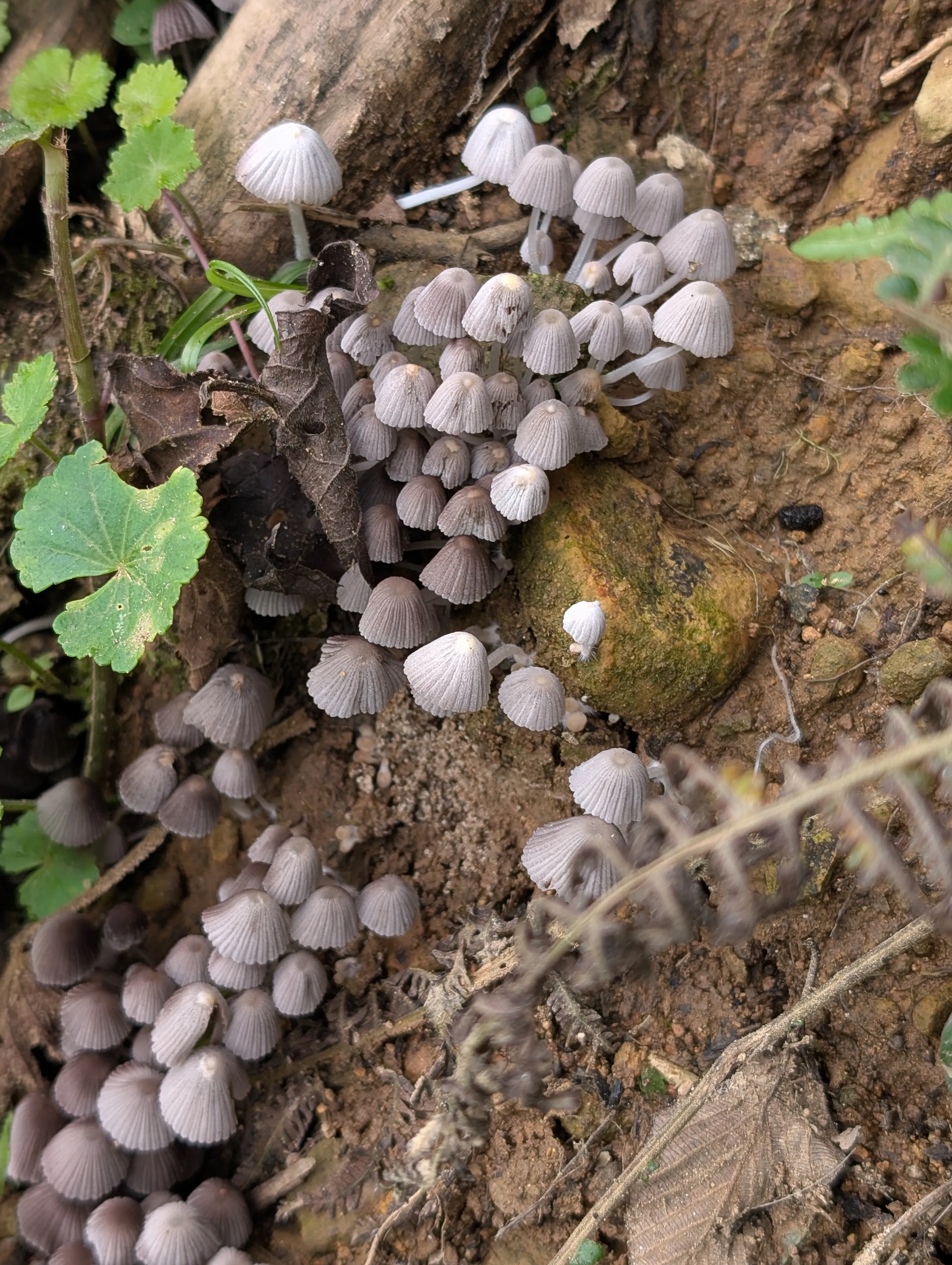 Coprinellus disseminatus
                            .
