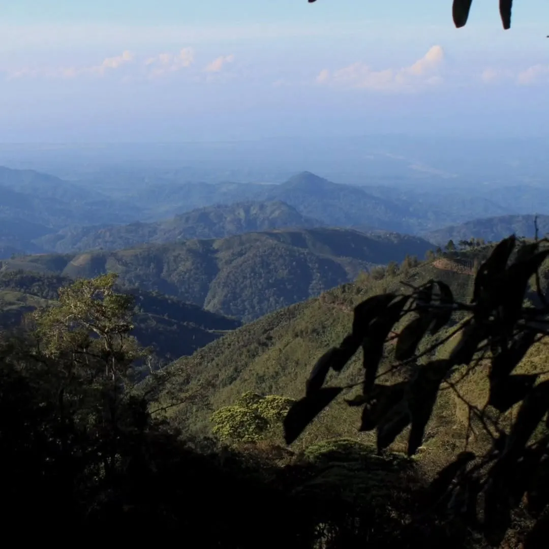 View of the tropical forest.