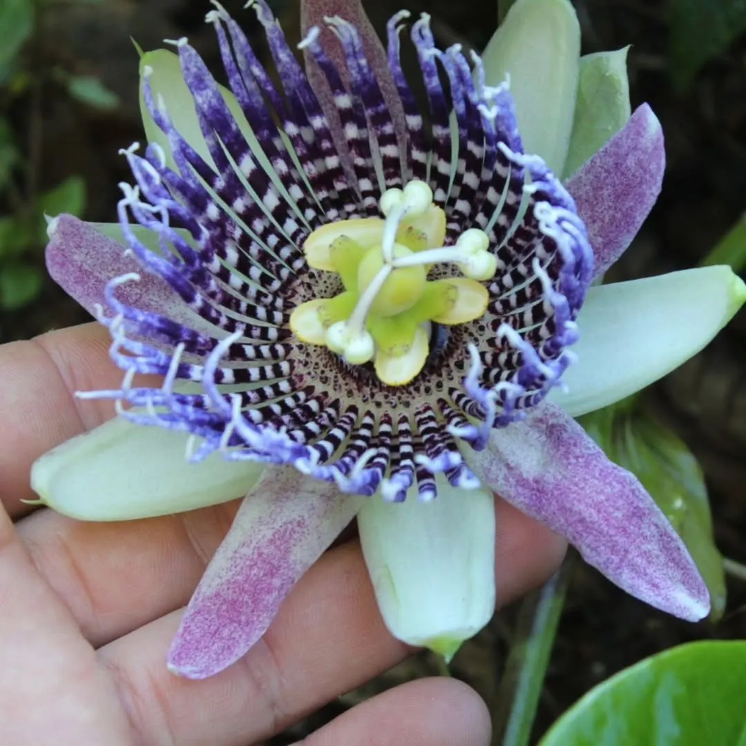 A Passiflora from the tropical forest.
