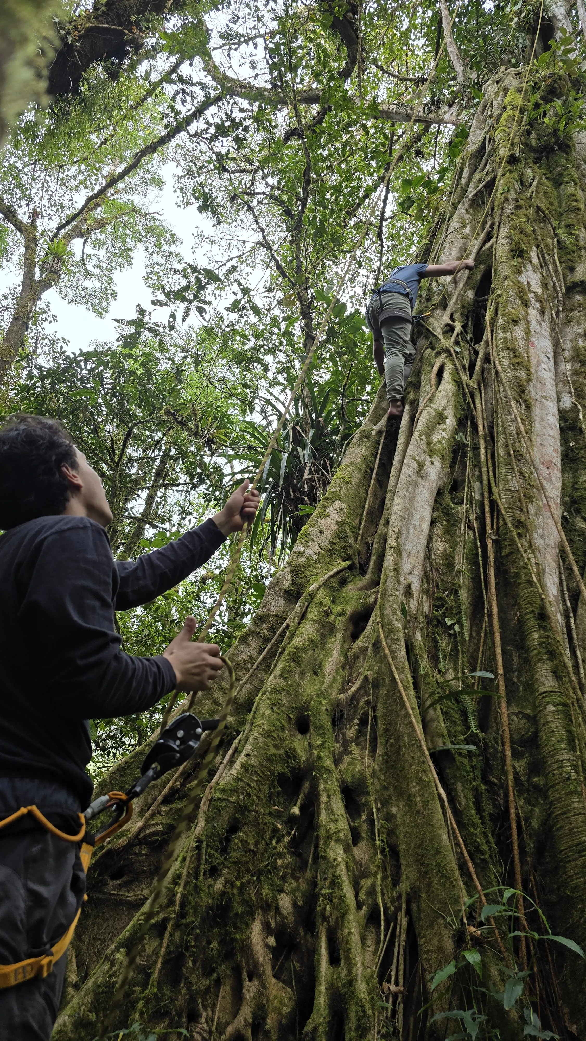 man climbing a tree