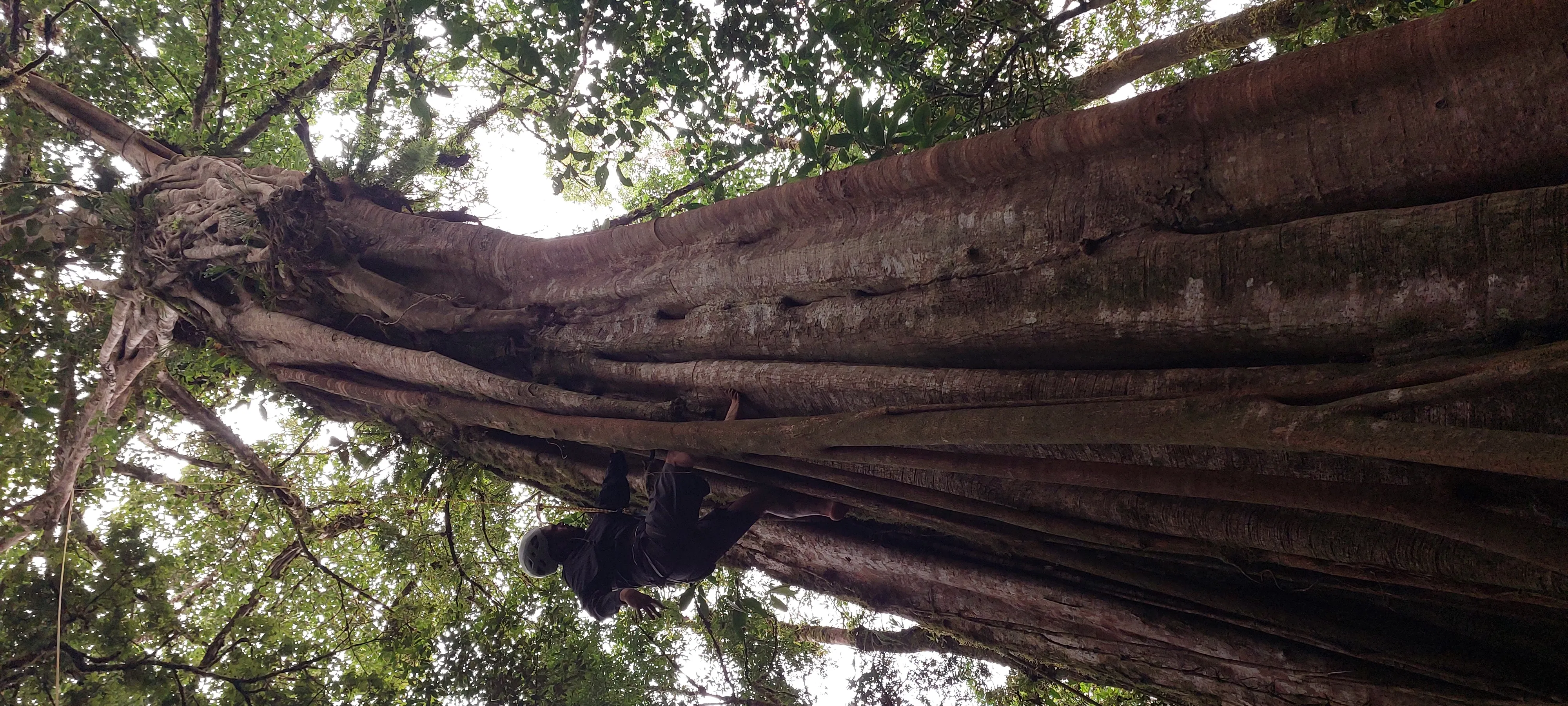 man has reached half the ficus tree on his climb
