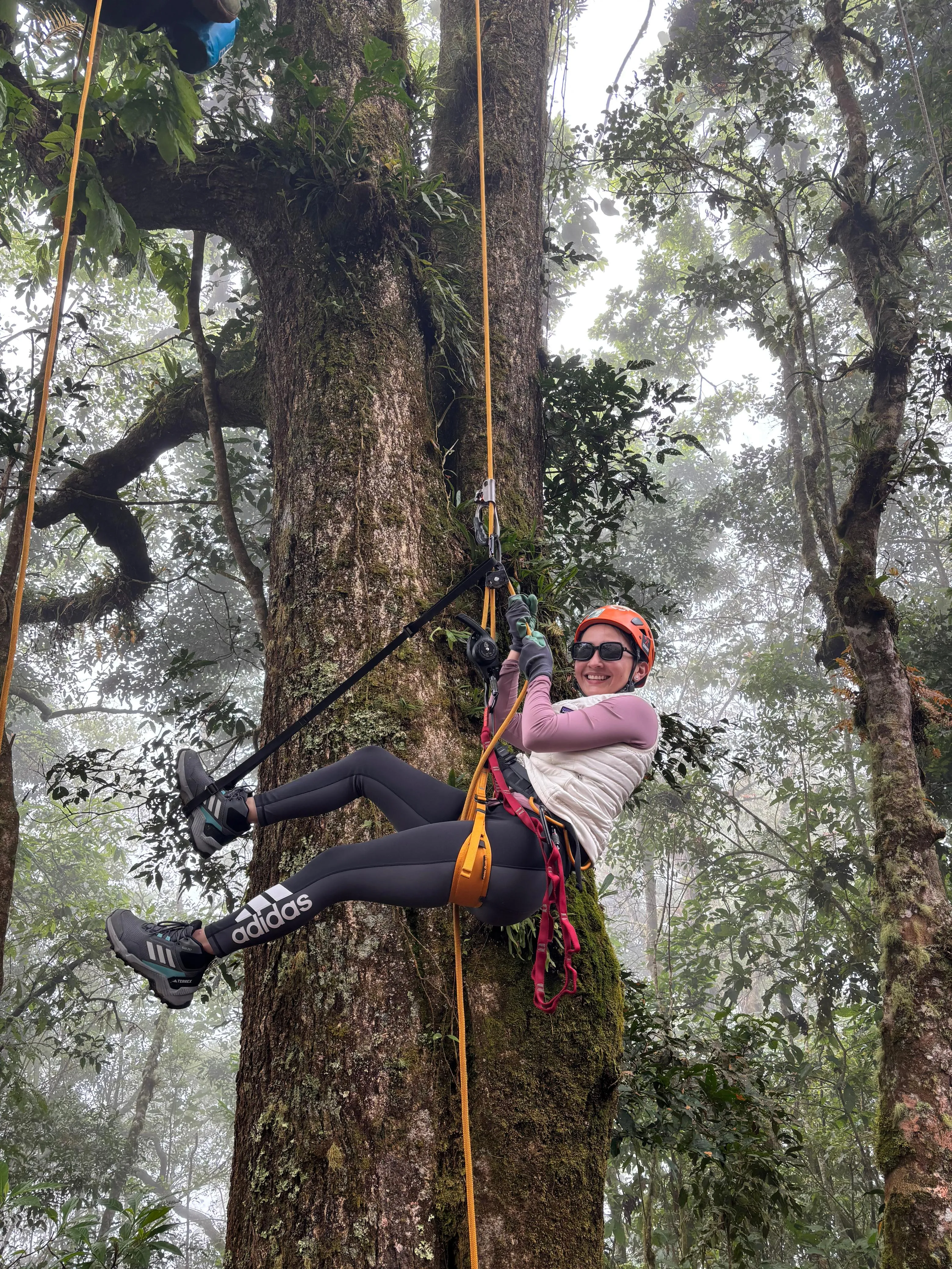 woman descending from the treetops, she wears a harness.