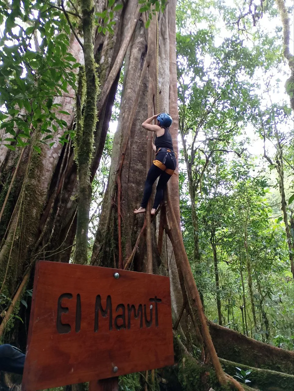 woman looking at the ficus she is about to climb