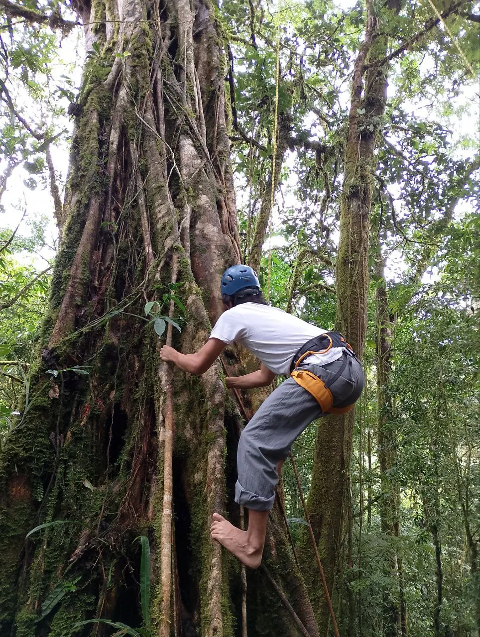 Man climbing a tree with a harness