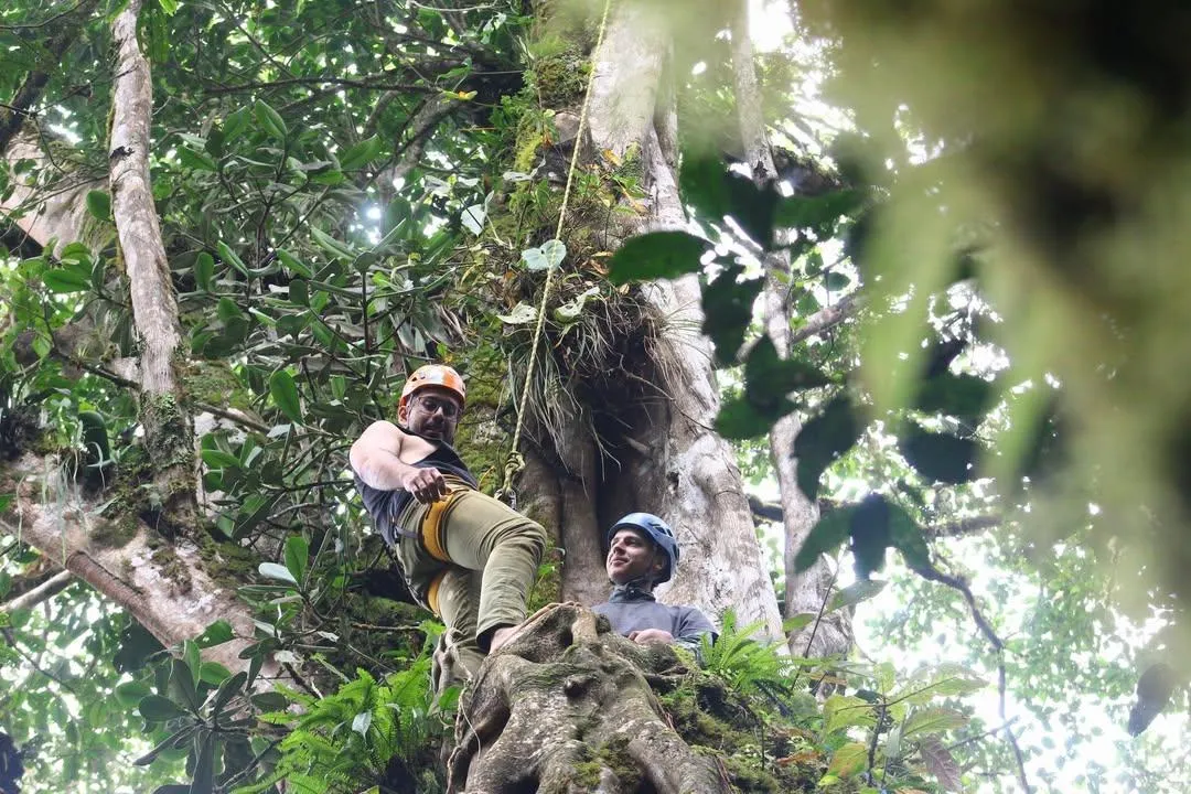 man on top of the ficus tree smiling