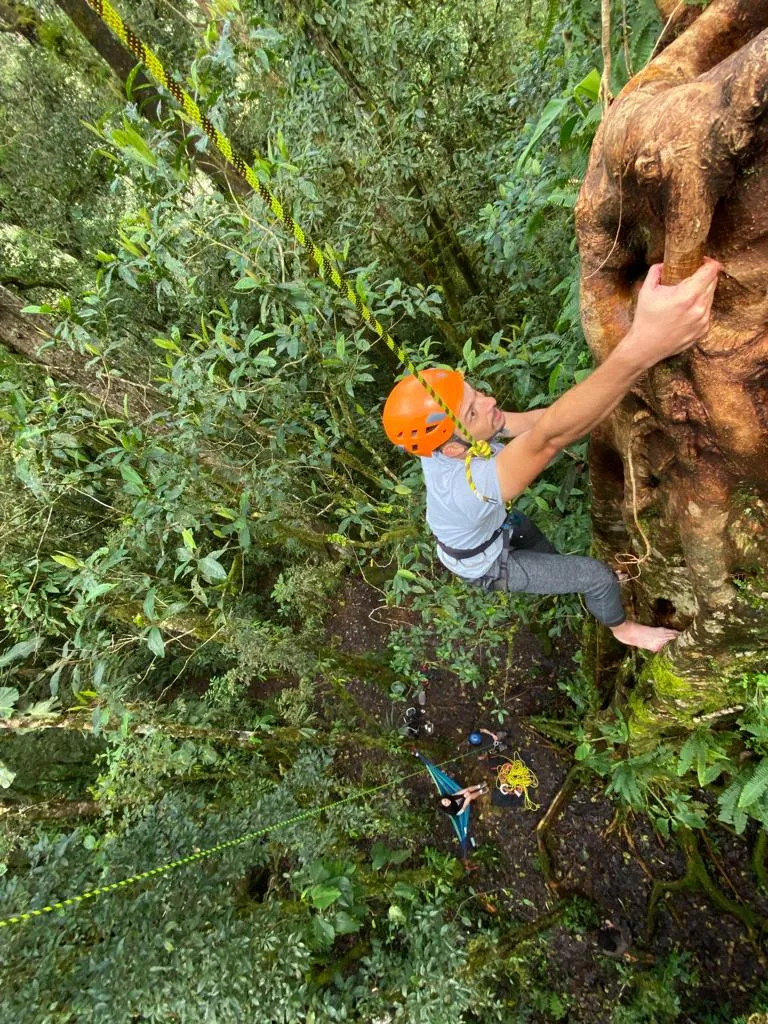 man reaching the treetop of the ficus tree