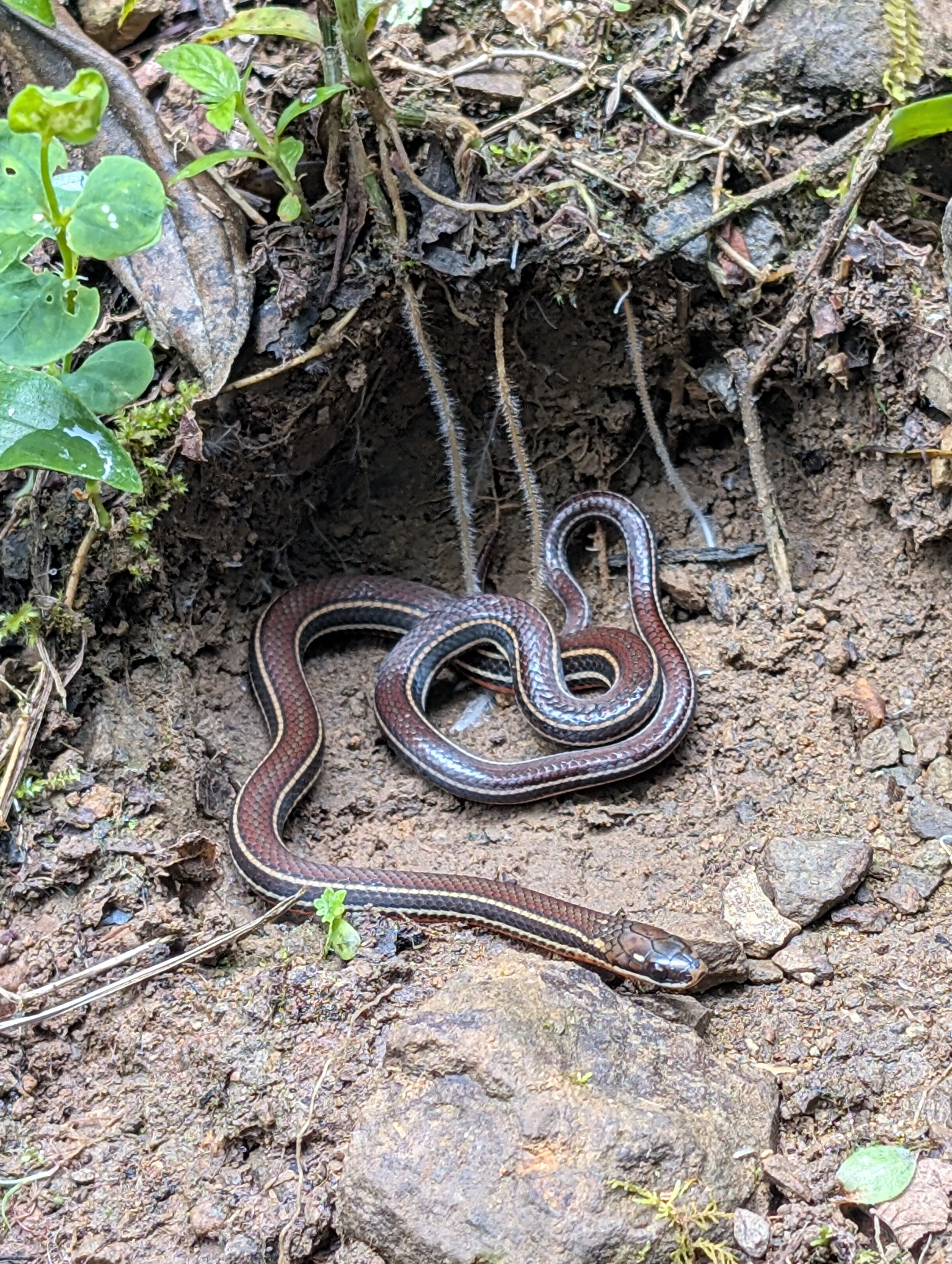 Image of a snake, commonly found in the area
